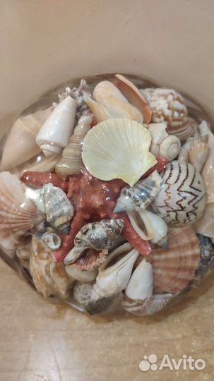 Набор ракушек