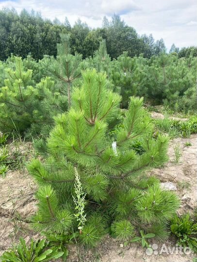 Сосна черная / австрийская