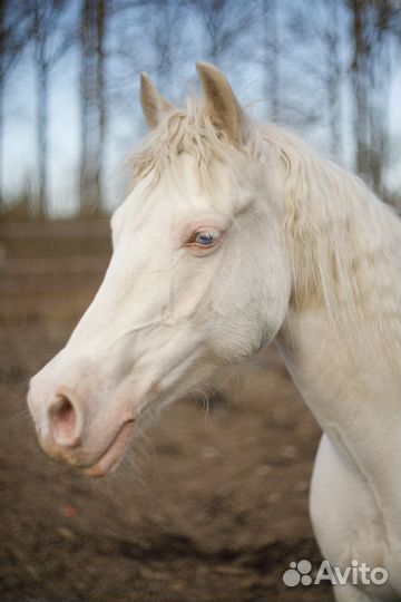 Щенки хаски