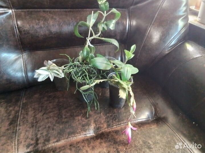 Комнатные цветы набор