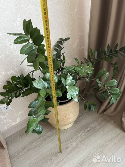 Замиокулькас