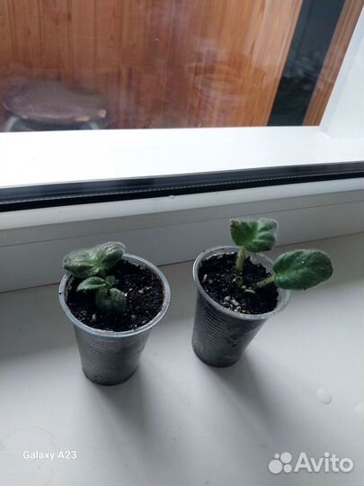 Сортовая фиалка Pat Fracey