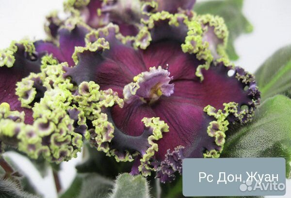 Сортовые фиалки