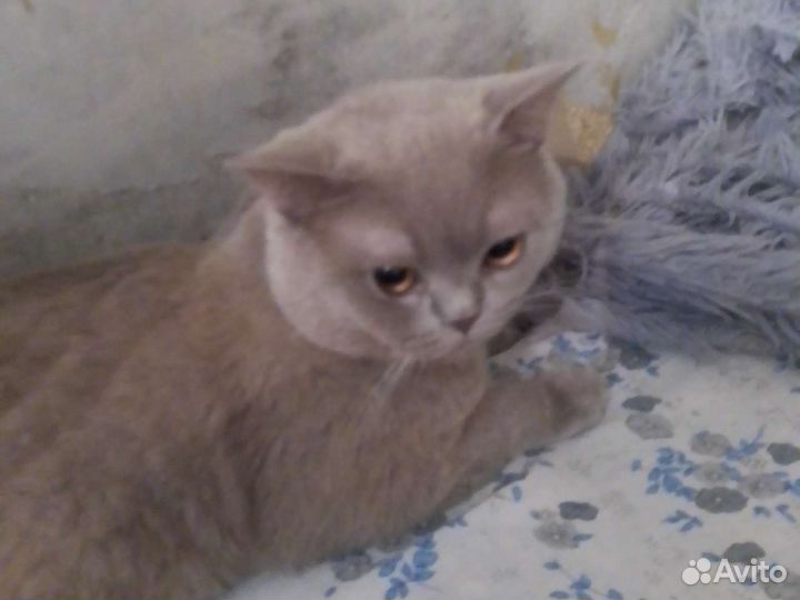 Британская