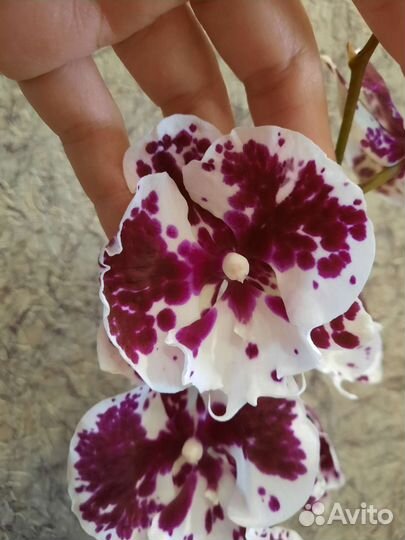 Орхидея фаленопсис