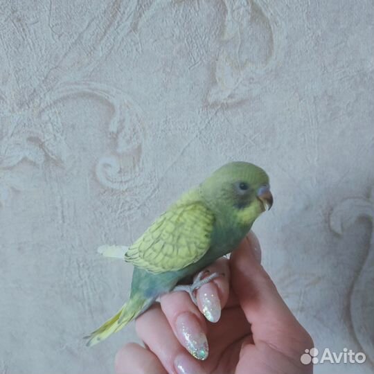 Птенцы волнистый попугай