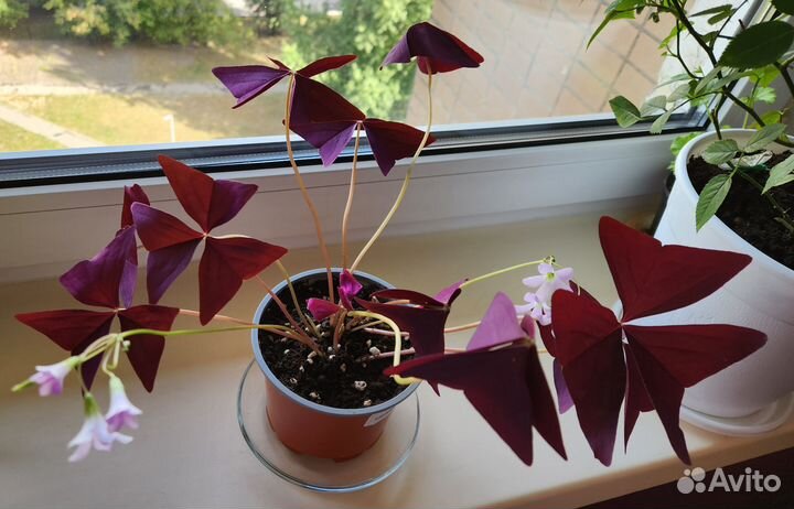 Кислица оксалис