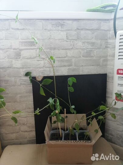 Жасмин комнатный