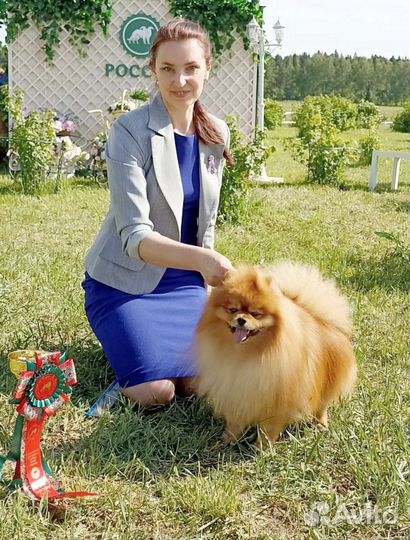 Шпиц-Чемпион для вязок