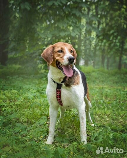 Гордей изет дом. Порода пешая гончая
