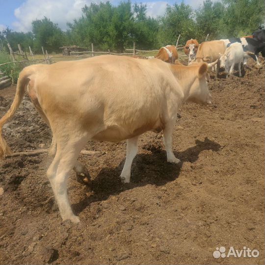 Продажа дойных коров, телки