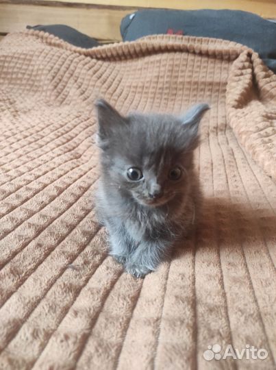 Котята в хорошие руки