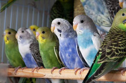 Лучшие Волнистые попугаи птенцы для Вас