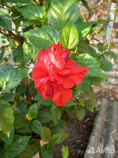 Гибискус китайская роза