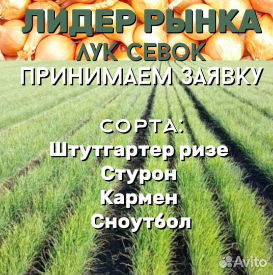 Лук севок оптом