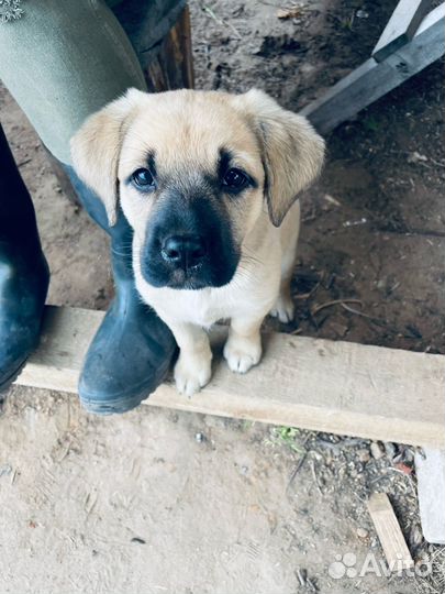 В добрые руки отдам бесплатно