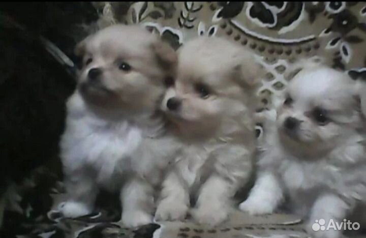 Метис шпица