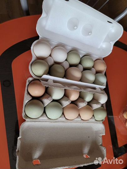 Домашние куринные яйца