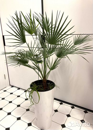 Пальмы : Хамеропс, Финик Канарский. Фикус Лирата