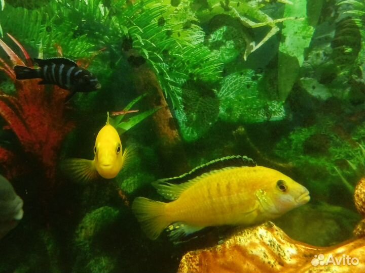 Малавийские цихлиды и цихлазомы