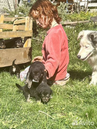 Аусси щенки