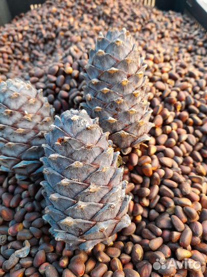 Кедровый орех свежий урожай, шишка свеж.ур. ягоды