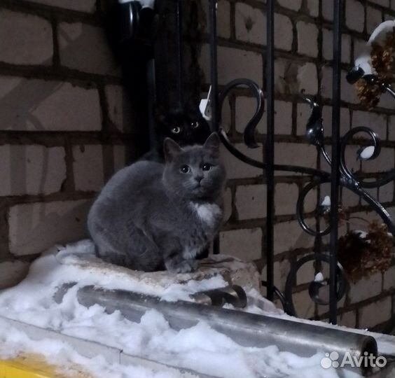 Дворняжки