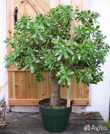 Денежное дерево, толстянка