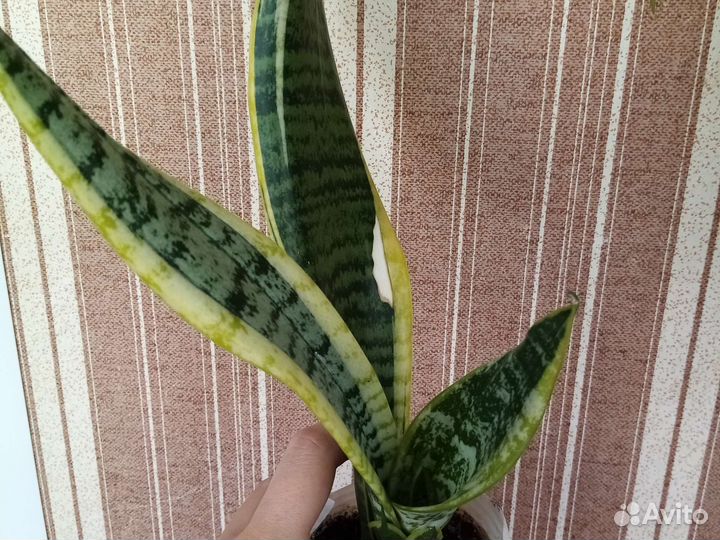 Сансевьера, рео