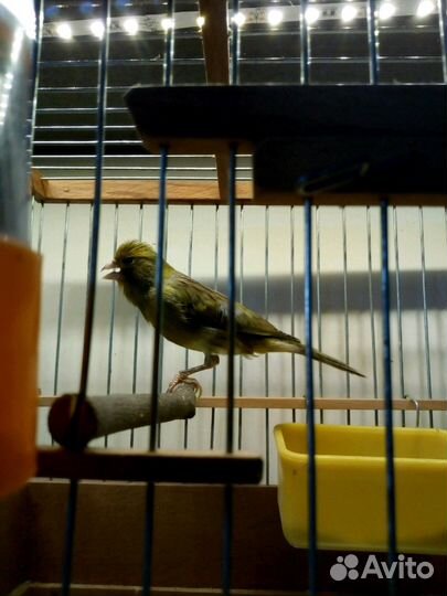 Певчий кенар