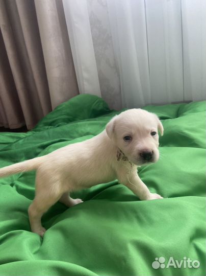 Щенки лабрадора палевые