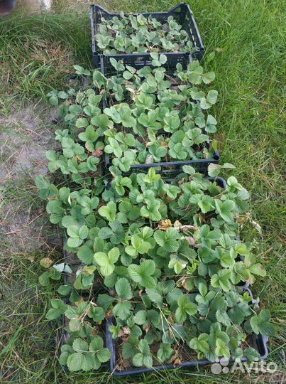 Клубника саженцы