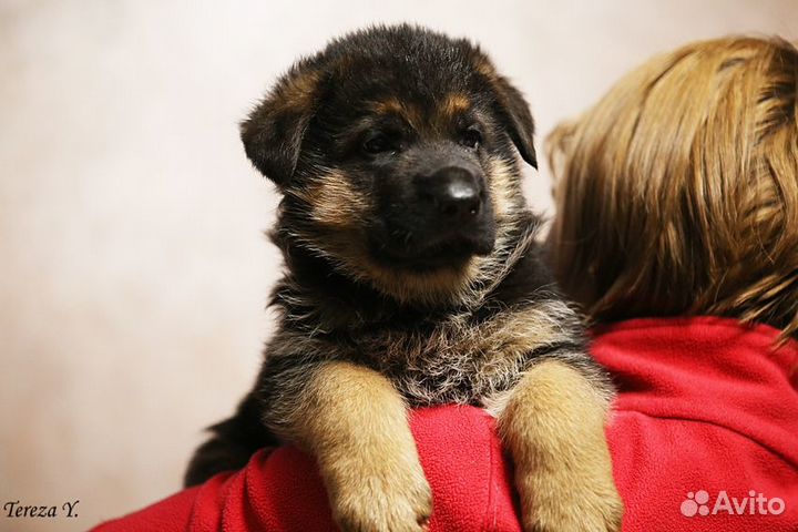 Щенки немецкой овчарки