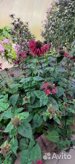 Цветы монарда