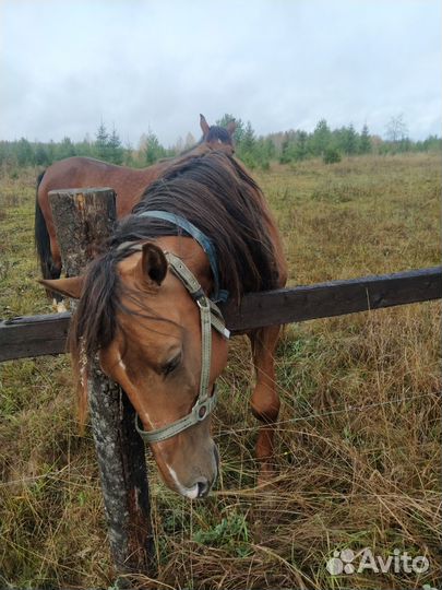 Донская лошадь