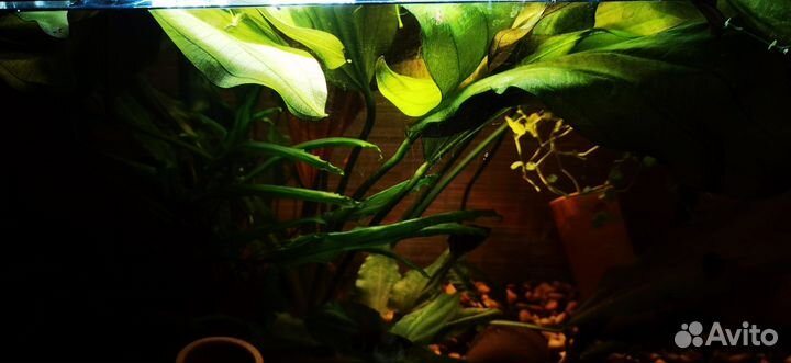 Аквариумное растение