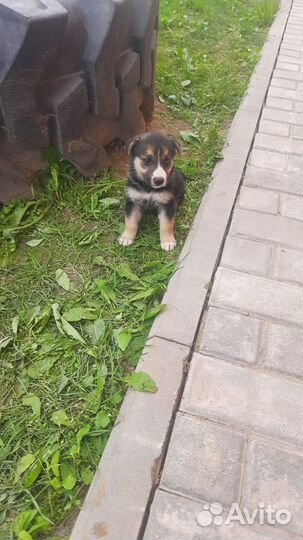 Продаются щенки