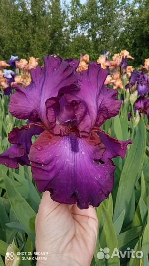 Ирисы бородатые