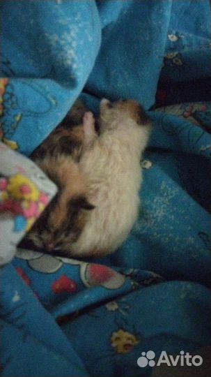 Кормящую кошку