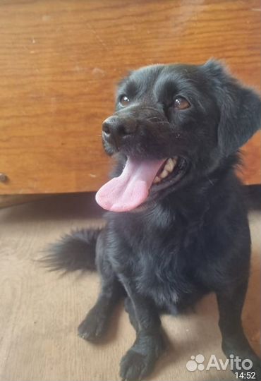 Собака ищет дом