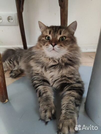 Сибирячка Бру в добрые руки