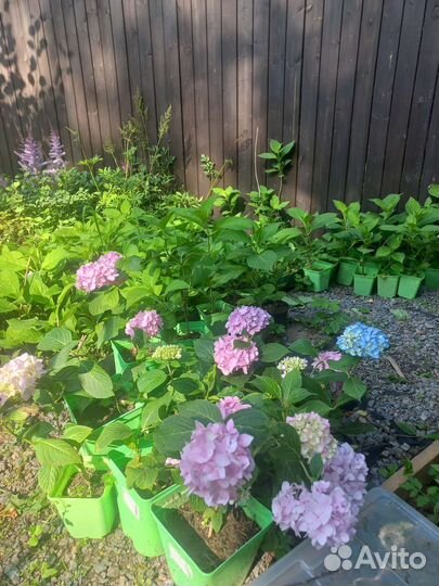Гортензия крупнолистная саженцы