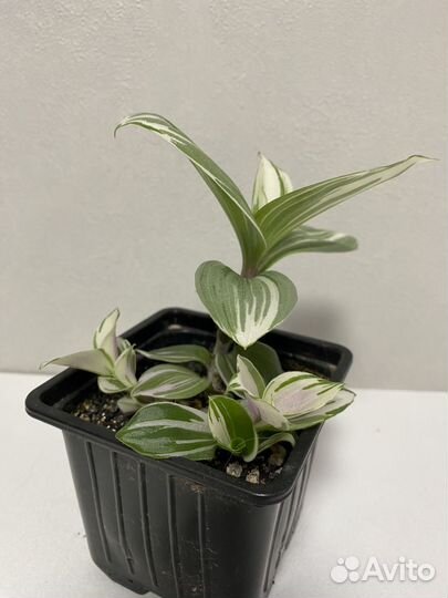 Традесканция