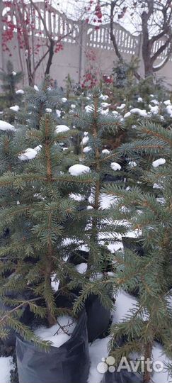 Елка голубая