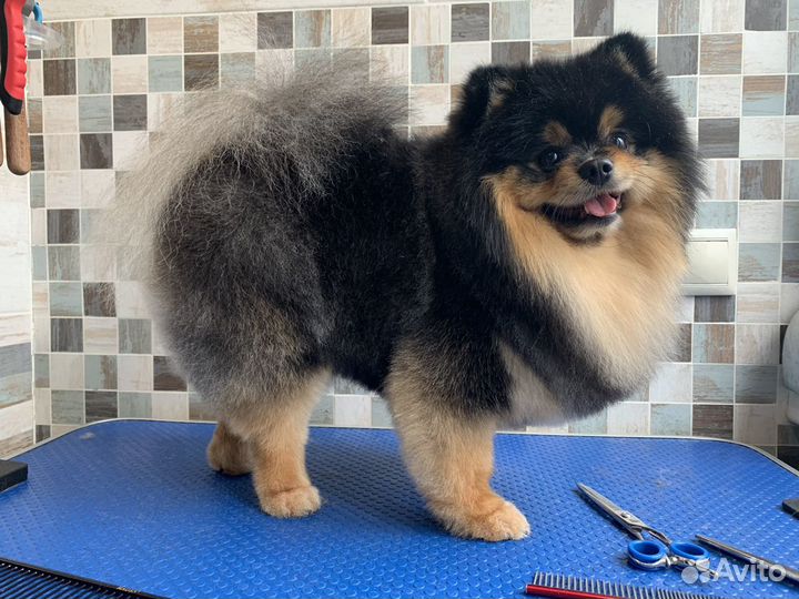 Стрижка кошек и собак. Ультразвуковая чистка зубов