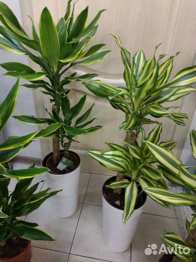 Драцена голден Кост