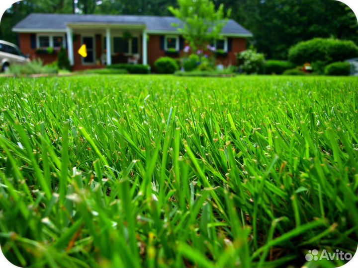 Семена газонной травы (дачная лужайка)