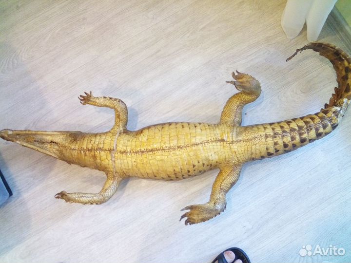 Чучело крокодила