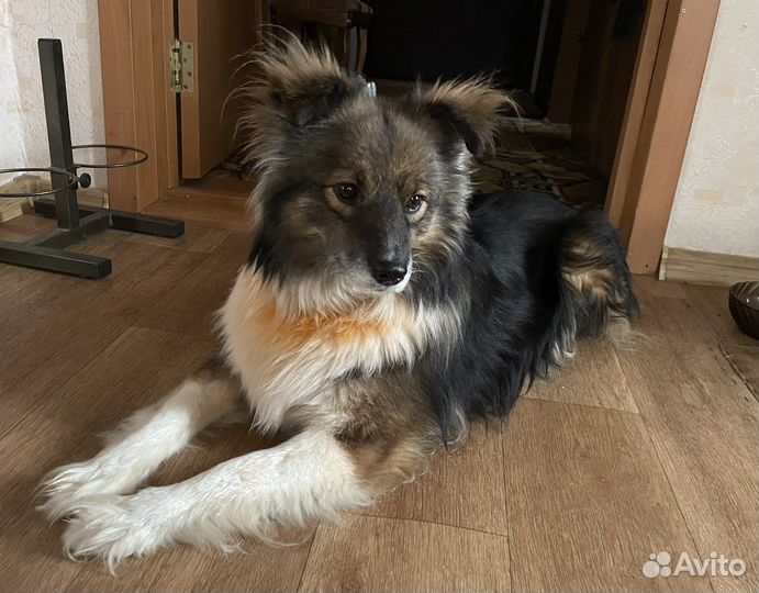 Собака, для счастья