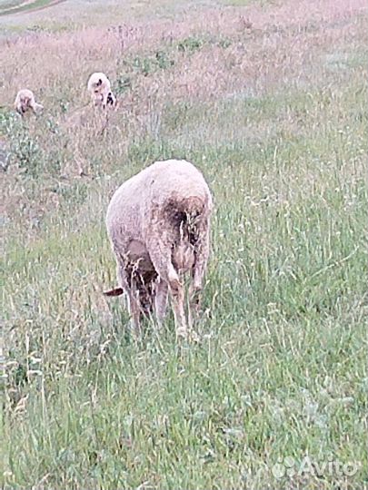 Баран для Курбан-байрам